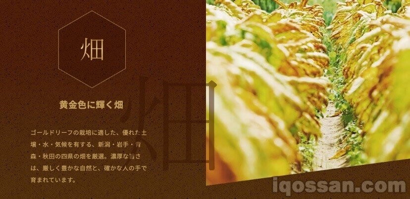 黄金叶的讲究:烟田