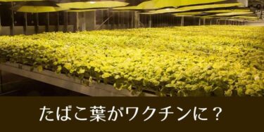 烟叶能成为新冠疫苗？每周可生产300万支疫苗？BAT发布消息