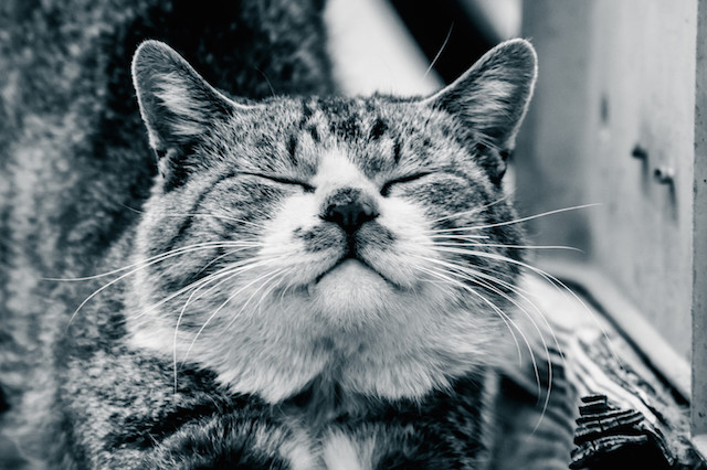 iqos_cat