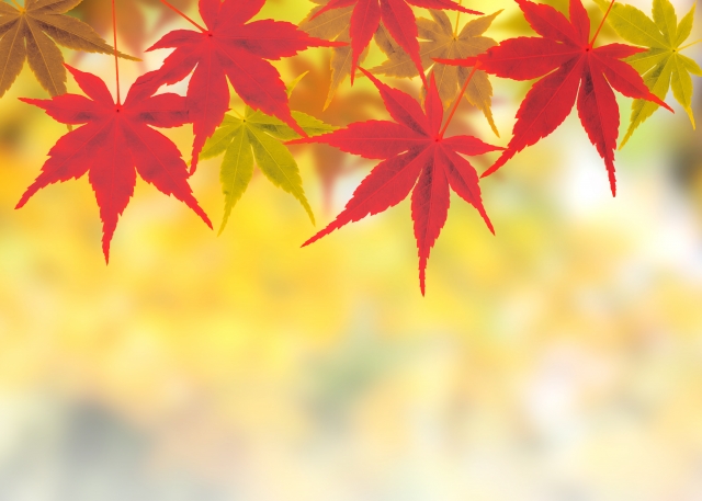 11月IQOS