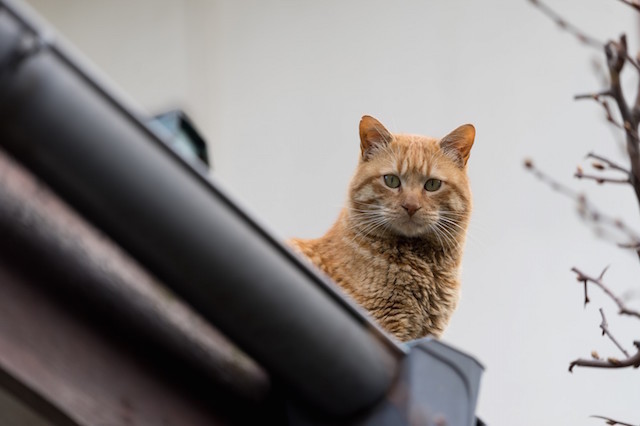 neko_02