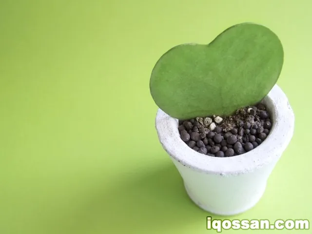加热烟草支持