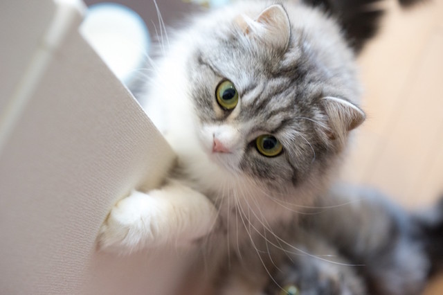 neko_03