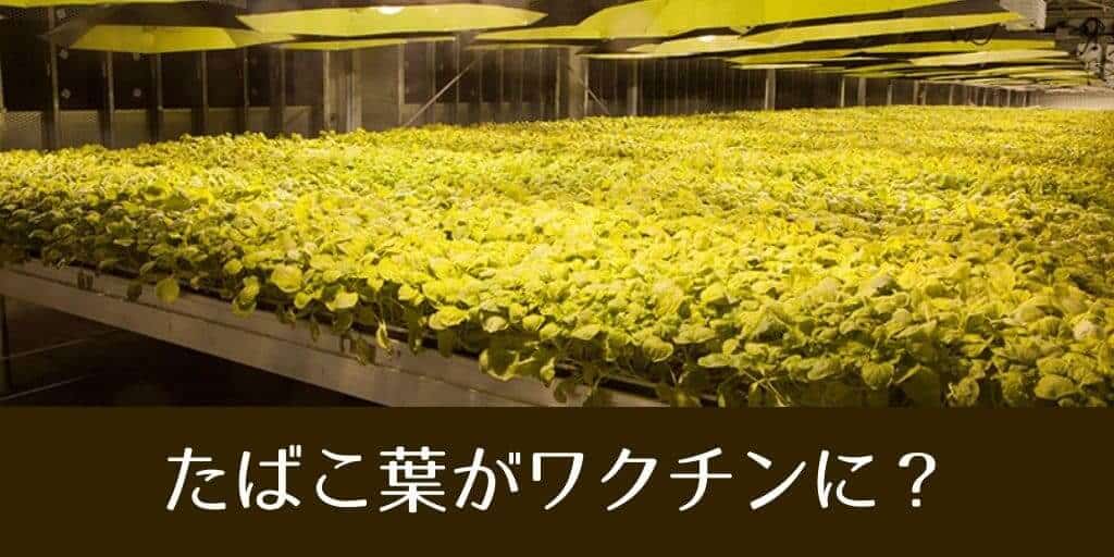 烟草叶可制成新冠疫苗？BAT宣布每周或可生产300万剂疫苗