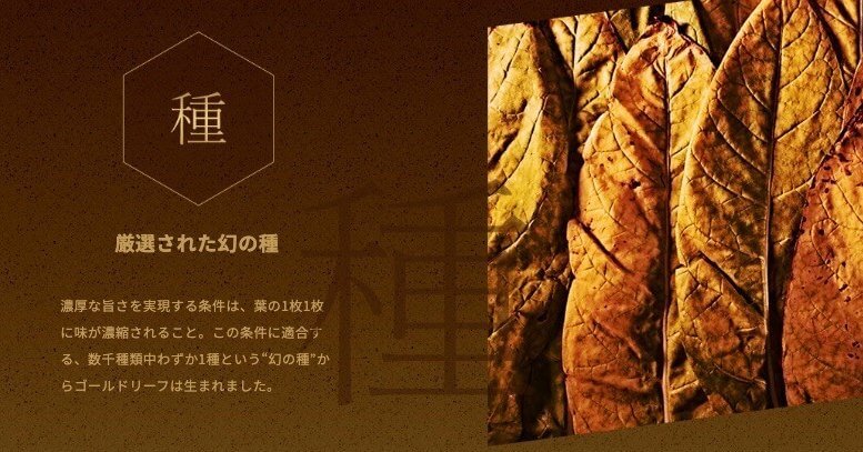 黄金叶的讲究:种子