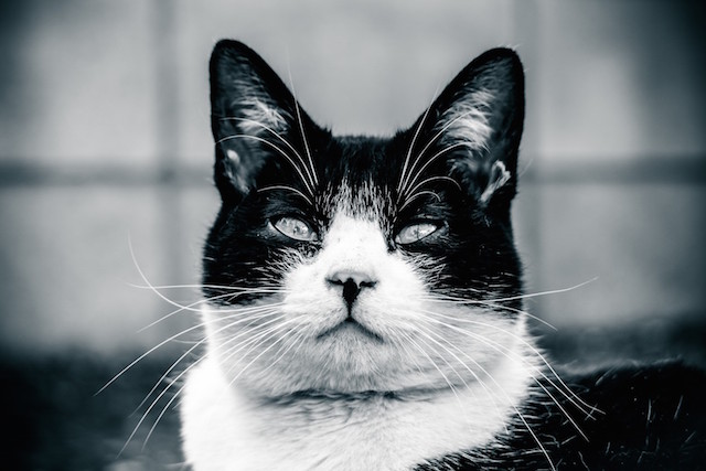 neko_12